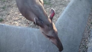 Malaya tapiri. Hayvanat bahçesinde dolaşan bir tapir.