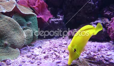 Su dünya. Deniz flora ve fauna. Güzel çok renkli balıklar.