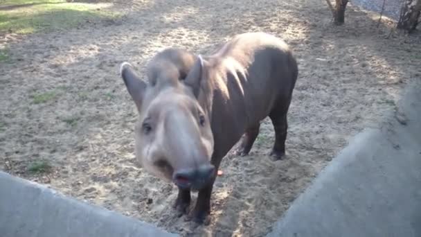 Malaiischer Tapir. Ein Tapir, der im Zoo herumläuft. — Stockvideo