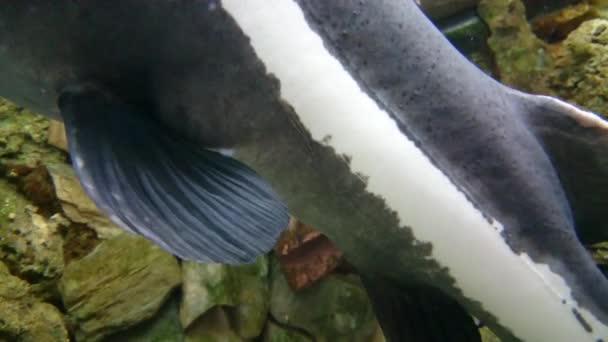Film pokazuje ryby, czerwone-Som (Phractocephalus hemioliopterus) z bliska — Wideo stockowe