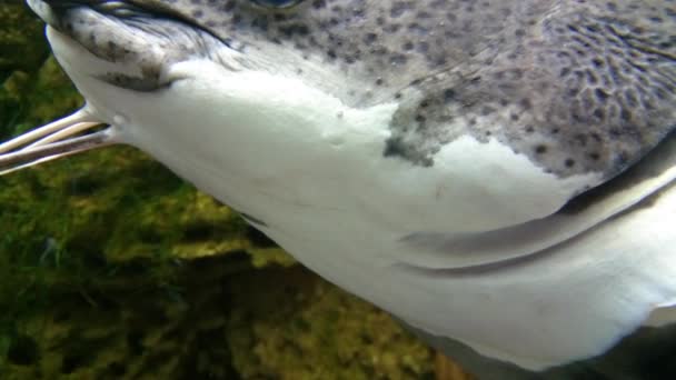 El video muestra a Fish, Red-Som (Phractocephalus hemioliopterus) de cerca — Vídeo de stock