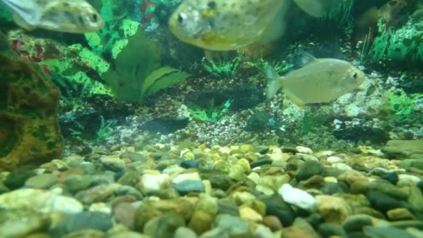 水生生物の世界。海の動植物。美しいマルチカラー魚. — ストック動画
