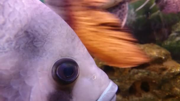 水生生物の世界。海の動植物。美しいマルチカラー魚. — ストック動画