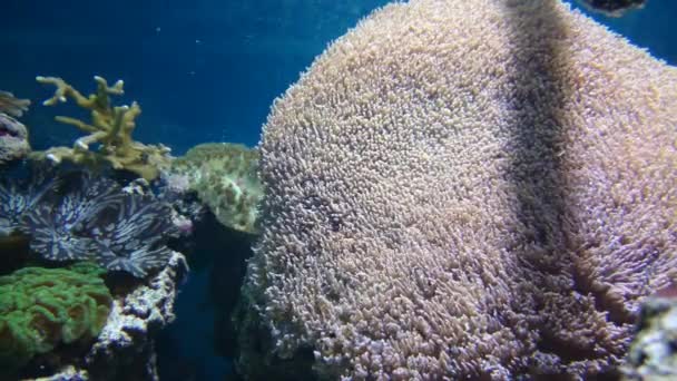 Aquatic världen. Havet flora och fauna. Vackra mångfärgade fiskar. — Stockvideo