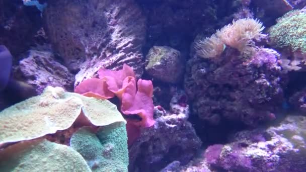 जलचर जगातील. समुद्र वनस्पती आणि प्राणी. सुंदर बहु रंगीबेरंगी मासे . — स्टॉक व्हिडिओ