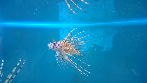 Aquatic världen. Havet flora och fauna. Vackra mångfärgade fiskar. — Stockvideo