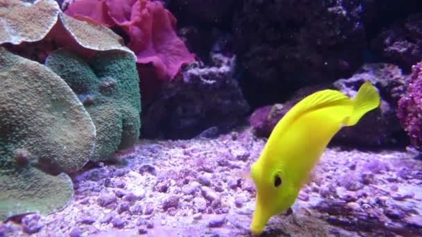 Aquatic världen. Havet flora och fauna. Vackra mångfärgade fiskar. — Stockvideo