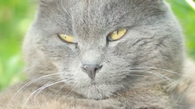 Şirin kedi doğa arka plan üzerinde dinlenme