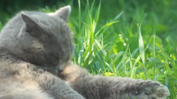 Söt katt vilar på natur bakgrund — Stockvideo