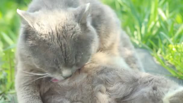 Милая кошка отдыхает на природе — стоковое видео