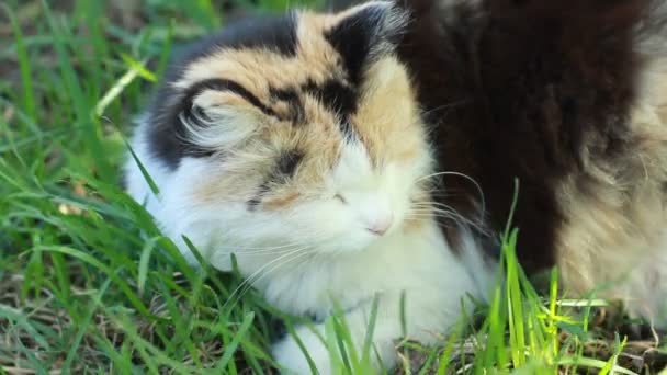 Lindo gato descansando en la naturaleza fondo — Vídeos de Stock