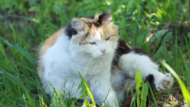 Lindo gato descansando en la naturaleza fondo — Vídeo de stock