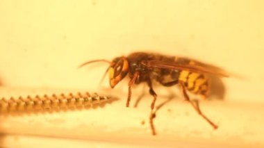 Drone arı makro çekim