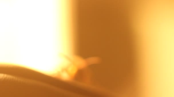 宏拍摄的无人机蜜蜂 — 图库视频影像
