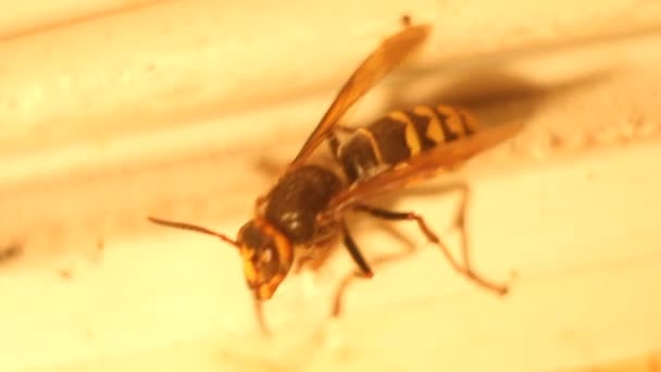 宏拍摄的无人机蜜蜂 — 图库视频影像