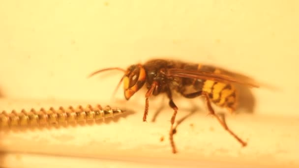 Macro shot de Drone Bee — Video