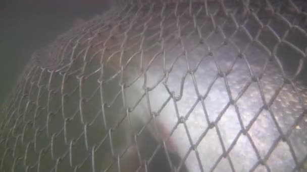 Podwodne wideo duże szczupaki w klatkach. — Wideo stockowe