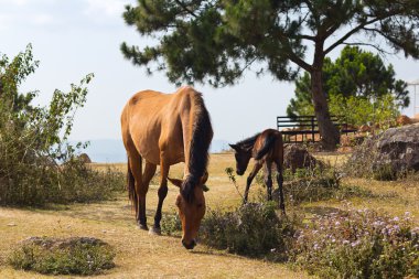 atları dağ çayırları Vietnam üzerinde otlatmak