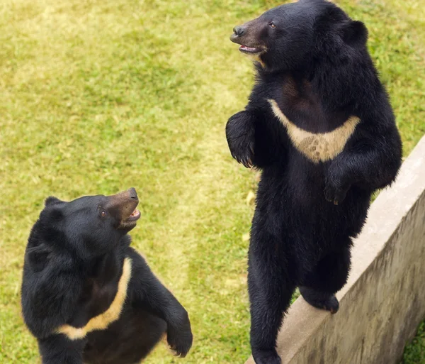 Asijské medvěd stojící — Stock fotografie