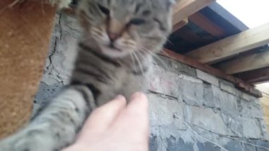 Erkek kedi ile oynarken. POV.