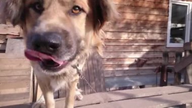 Köpekle oynamayı adam. POV.