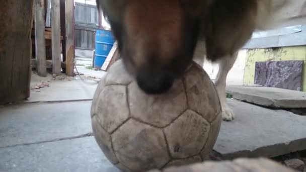 Mann spielt mit Hund. Mehr dazu lesen Sie hier. — Stockvideo