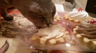 Yavru kedi Kanada Sfenks kek tadı. POV.