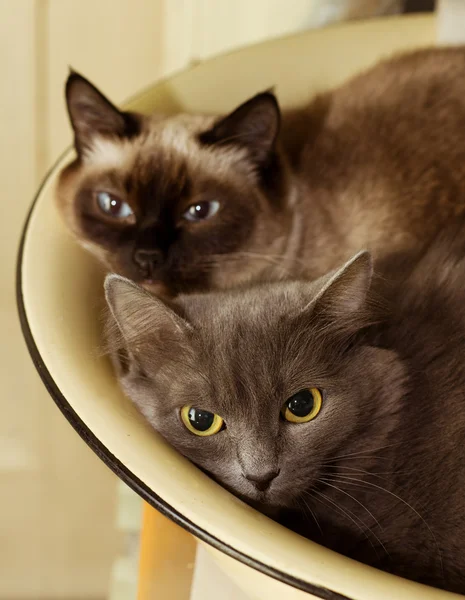Dwa cute domowych krótkie włosy kotów tulić się ze sobą w dorzeczu emaliowane — Zdjęcie stockowe