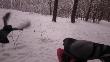 Güvercin bir el tohumu yiyin. Winter park. POV.