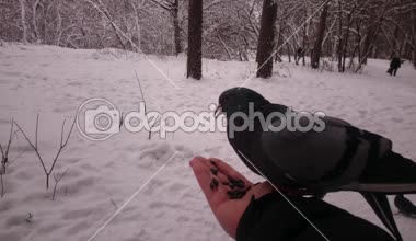 Güvercin bir el tohumu yiyin. Winter park. POV.