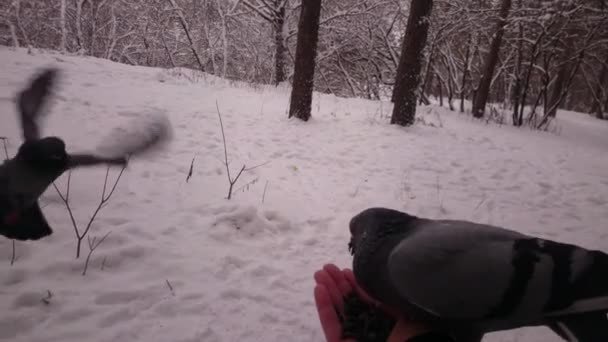 Las palomas comen semillas de una mano. Parque de invierno. Pov. . — Vídeo de stock