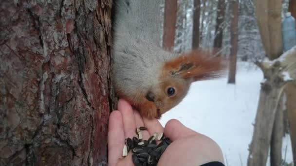 Eekhoorn zit op een pine en eet zonnebloempitten uit een hand. — Stockvideo