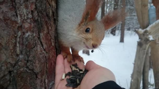 Ekorren sitter på en tall och äter solrosfrön från en hand. — Stockvideo