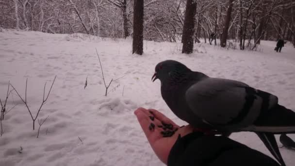 Las palomas comen semillas de una mano. Parque de invierno. Pov. . — Vídeos de Stock