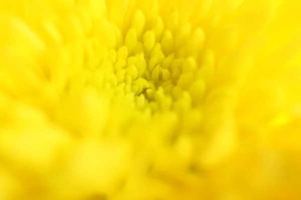 Makro skott gula krysantemum. Selektivt fokus. Suddig bakgrund. — Stockfoto