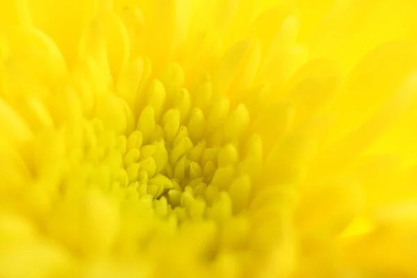 Macro atirou no crisântemo amarelo. Foco seletivo. Fundo desfocado . — Fotografia de Stock