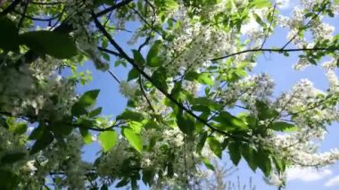 Sevimli kuş kiraz ağacı dalı şaşırtıcı Pembe çiçek ve bahar gün arka plan üzerinde hafif rüzgar sallayarak genç yaprakları ile.