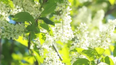 Sevimli kuş kiraz ağacı dalı şaşırtıcı Pembe çiçek ve bahar gün arka plan üzerinde hafif rüzgar sallayarak genç yaprakları ile.