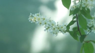 Sevimli kuş kiraz ağacı dalı şaşırtıcı Pembe çiçek ve bahar gün arka plan üzerinde hafif rüzgar sallayarak genç yaprakları ile.