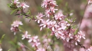 Bahar rüzgârda titreyen pembe çiçekleri ile badem bir bush.
