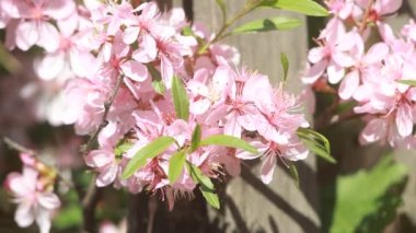 Bahar rüzgârda titreyen pembe çiçekleri ile badem bir bush.