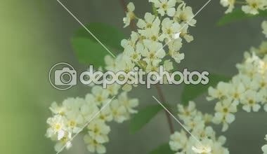 Sevimli kuş kiraz ağacı dalı şaşırtıcı Pembe çiçek ve bahar gün arka plan üzerinde hafif rüzgar sallayarak genç yaprakları ile.