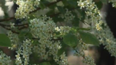 Sevimli kuş kiraz ağacı dalı şaşırtıcı Pembe çiçek ve bahar gün arka plan üzerinde hafif rüzgar sallayarak genç yaprakları ile.
