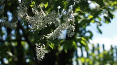 Sevimli kuş kiraz ağacı dalı şaşırtıcı Pembe çiçek ve bahar gün arka plan üzerinde hafif rüzgar sallayarak genç yaprakları ile.