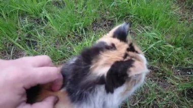 Şirin kedi doğa arka plan üzerinde dinlenme