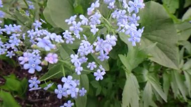 mavi değil doğada unut