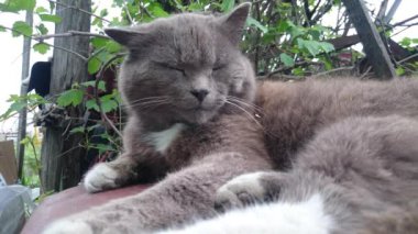 Şirin kedi doğa arka plan üzerinde dinlenme