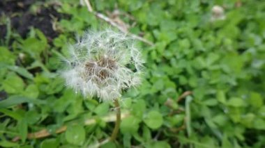 Yeşil çimbir karahindiba yakın çekim / Yeşil çim blowball makro