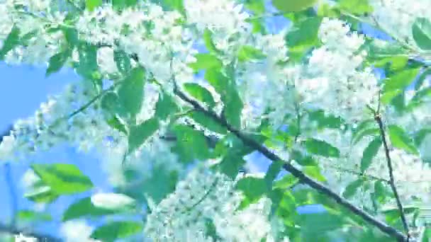Adorable bird cherry tree branch with amazing pink blossom and young leaves, waving on light wind on spring day background. — Stock Video