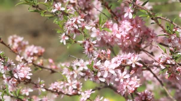 Bahar rüzgârda titreyen pembe çiçekleri ile badem bir bush. — Stok video